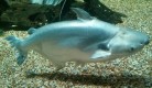 Pangasius_larnaudii.jpg